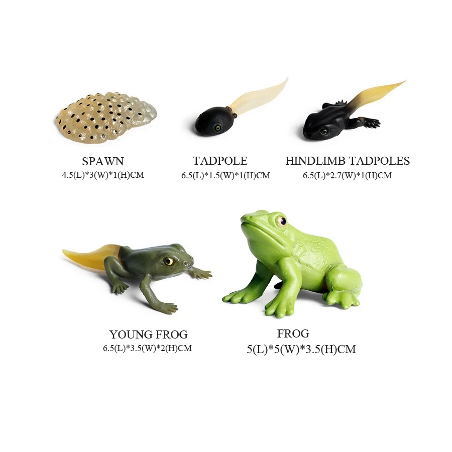 Kikkers Modellen Wilde Dieren  - Kids Toys Reviews recensie en prijs